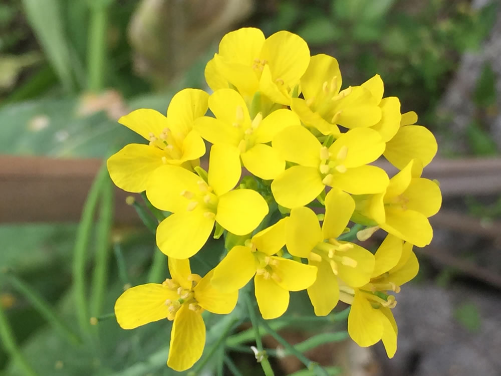 油菜花