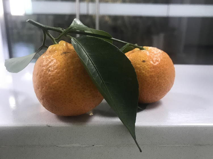 砂糖桔