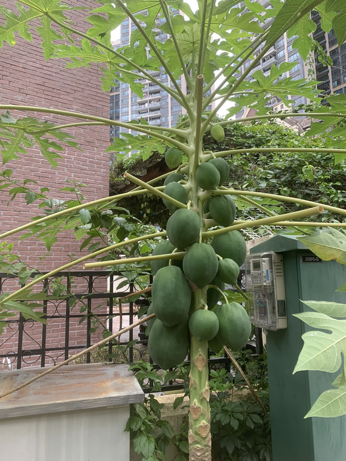 木瓜