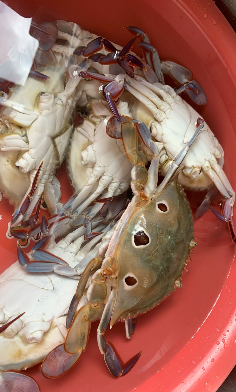 三点蟹