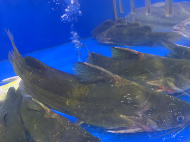 黄骨鱼