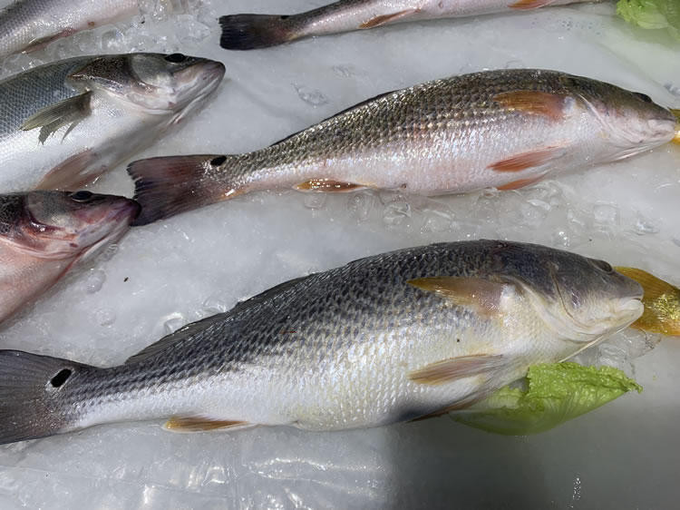 海鲈鱼